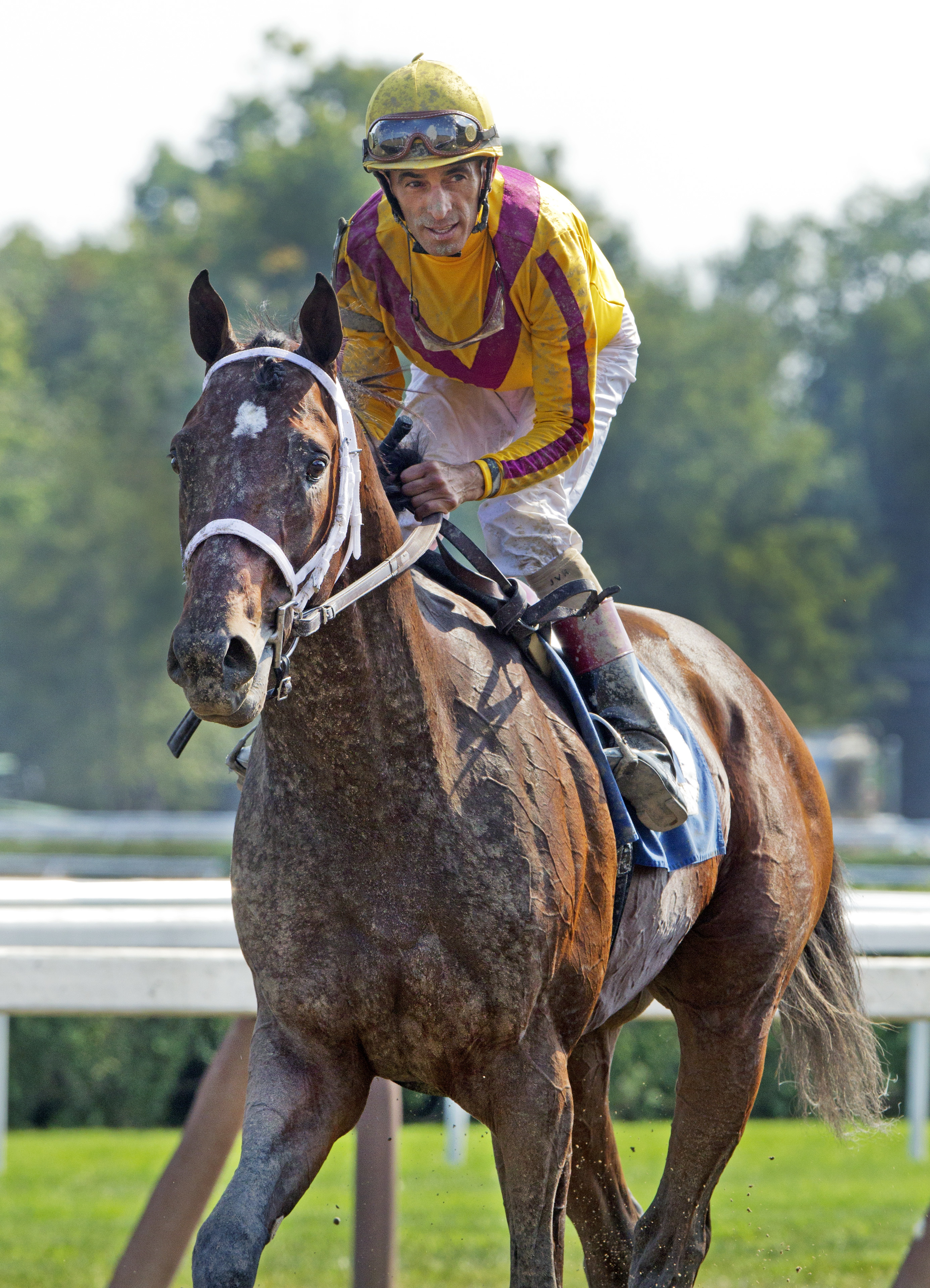 Jess's Dream, lone son of Rachel Alexandra, succumbs to laminitis